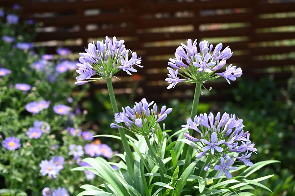Agapanthus AtomicSparkx